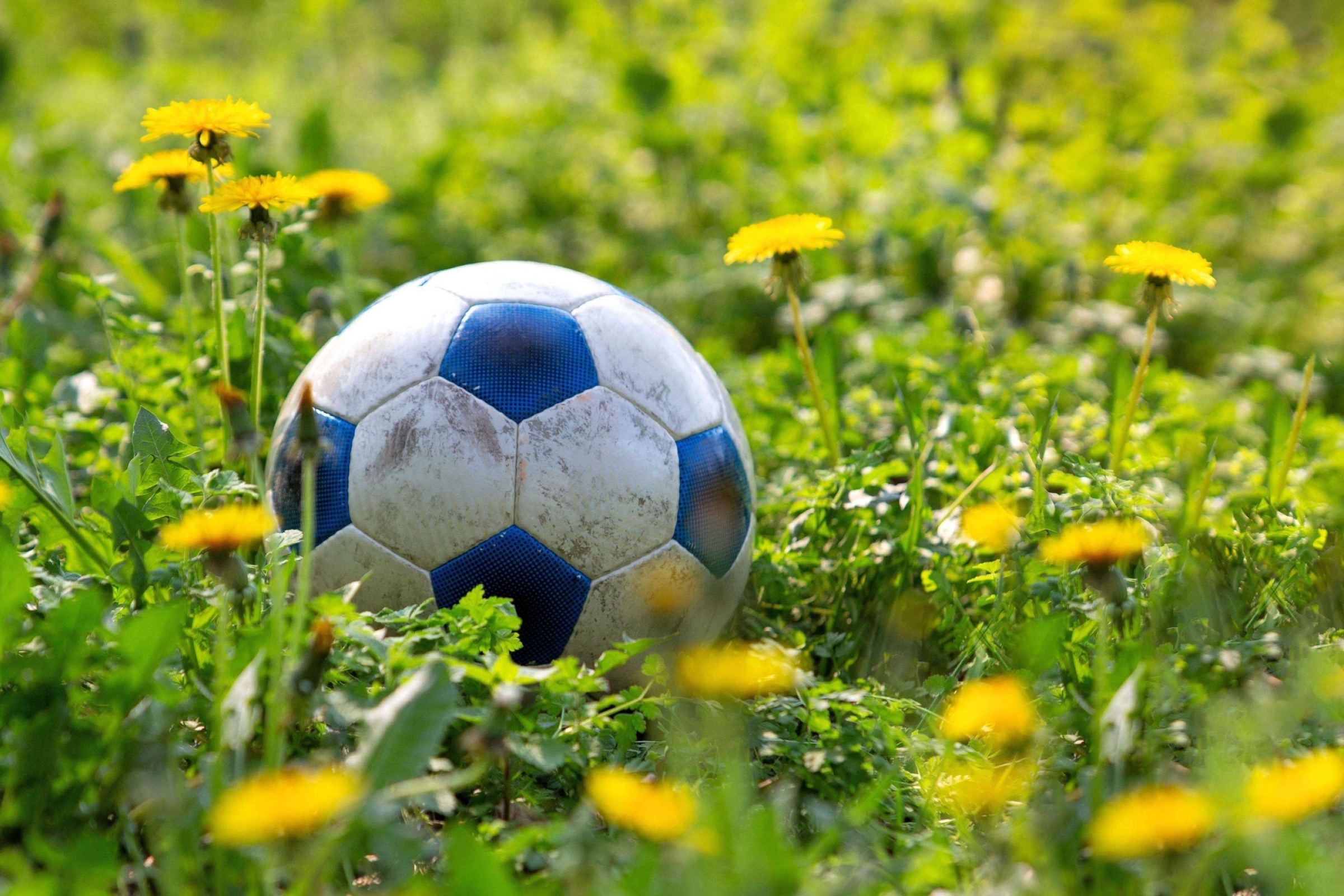Een voetbal in het gras